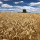 Trigo-Crédito-Paulo-Pires-FecoAgro-Divulgação