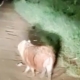 capivara