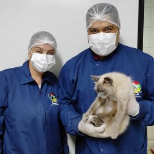 Gatinha doente que foi sozinha até clínica veterinária foi operada e passa bem