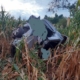 sm 1
