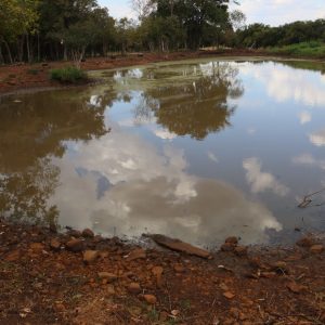 Peixes estão morrendo na lama devido à falta de chuva em Novo Machado