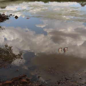 Peixes estão morrendo na lama devido à falta de chuva em Novo Machado