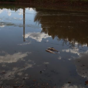 Peixes estão morrendo na lama devido à falta de chuva em Novo Machado