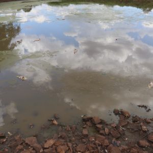 Peixes estão morrendo na lama devido à falta de chuva em Novo Machado