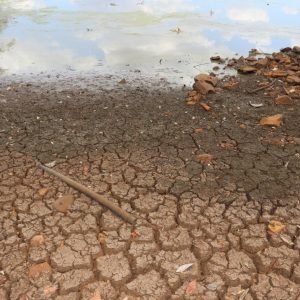 Peixes estão morrendo na lama devido à falta de chuva em Novo Machado