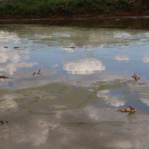 Peixes estão morrendo na lama devido à falta de chuva em Novo Machado