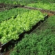 horta