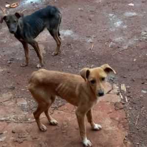 Cães são abandonados no Cemitério de Tuparendi