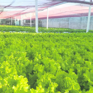 Horta do presídio de Santa Rosa produz 5 mil pés de hortaliça por mês