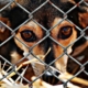 Abandono-de-animais