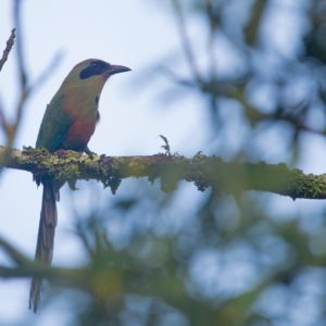 Projeto Dispersar inicia atividades de observação de aves em Porto Mauá.