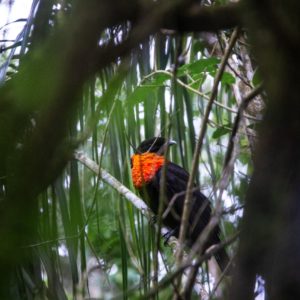 Projeto Dispersar inicia atividades de observação de aves em Porto Mauá.
