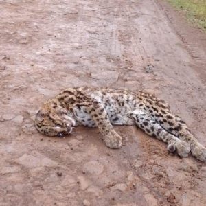 Onça é encontrada morta em estrada no interior de Porto Mauá