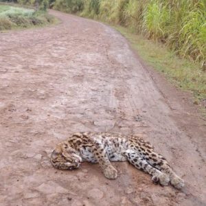 Onça é encontrada morta em estrada no interior de Porto Mauá