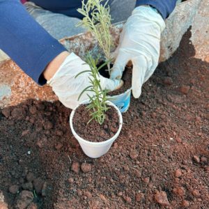 Prefeitura  ofereceu curso básico de plantas medicinais, condimentares e aromáticas