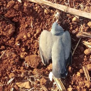 Morte de aves silvestres e domésticas  no interior de Porto Mauá preocupa moradores