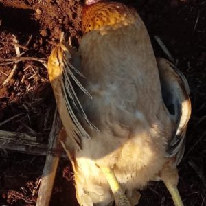 Morte de aves silvestres e domésticas  no interior de Porto Mauá preocupa moradores