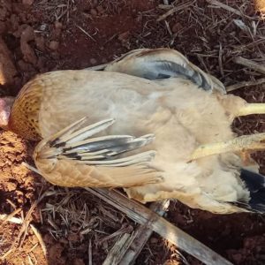 Morte de aves silvestres e domésticas  no interior de Porto Mauá preocupa moradores