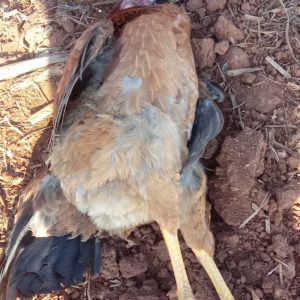 Morte de aves silvestres e domésticas  no interior de Porto Mauá preocupa moradores