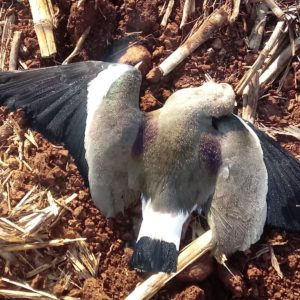 Morte de aves silvestres e domésticas  no interior de Porto Mauá preocupa moradores