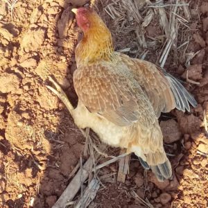 Morte de aves silvestres e domésticas  no interior de Porto Mauá preocupa moradores