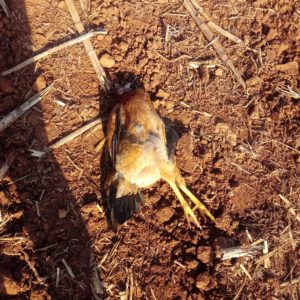 Morte de aves silvestres e domésticas  no interior de Porto Mauá preocupa moradores