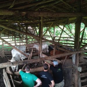 Secretaria da Agricultura realiza doação de carne bovina desossada a entidades da região Noroeste do RS