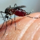 dengue
