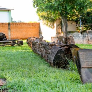 Clóvis Medeiros: O pinheiro insepulto