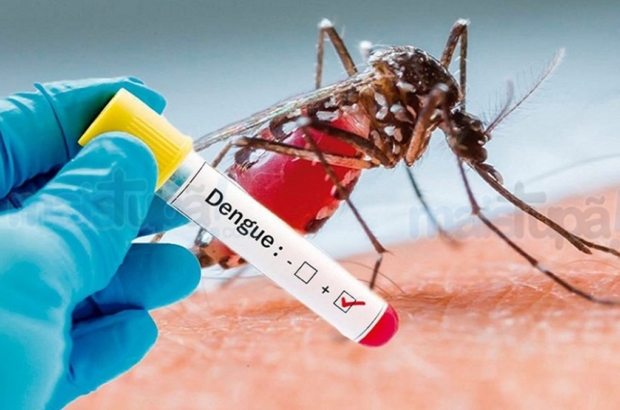 dengue1_5ccba7fb178f3