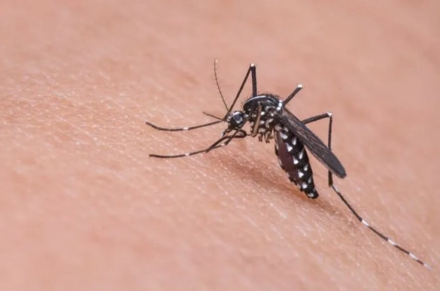 mosquito-dengue-aedes-e1706814896221