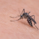 mosquito-dengue-aedes-e1706814896221