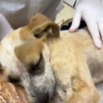 Cachorrinha de apenas 4 meses é vítima de maus tratos extremos em Tuparendi