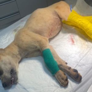 Cachorrinha de apenas 4 meses é vítima de maus tratos extremos em Tuparendi