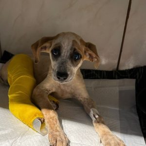 Morreu cachorrinha vítima de maus tratos em Tuparendi