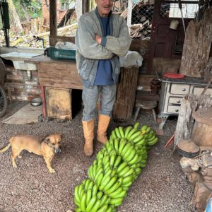 Morador de Porto Mauá se surpreende com cachos de banana gigantes lado a lado