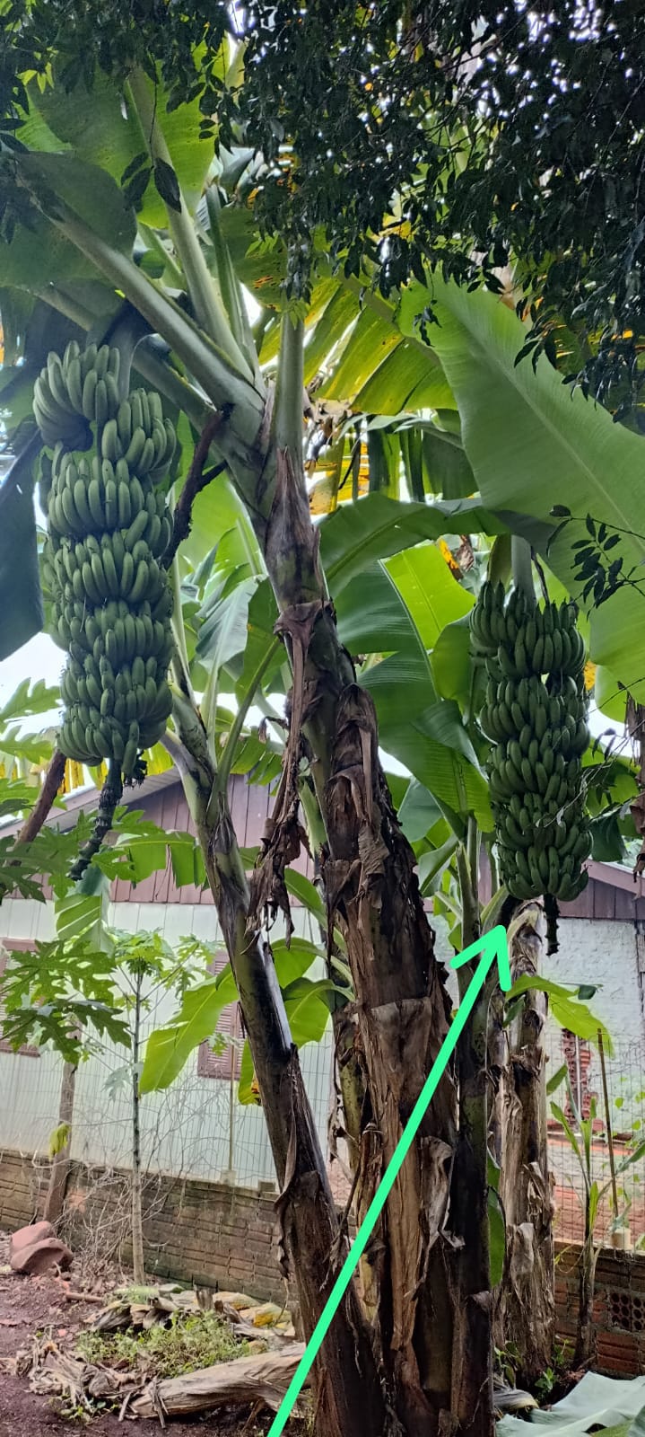 Morador de Porto Mauá se surpreende com cachos de banana gigantes lado a lado