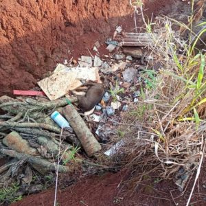 Cachorrinha que estava desaparecida em Tuparendi é encontrada morta