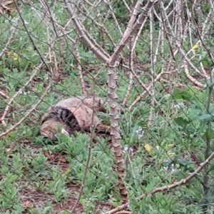 Suspeita de que animais possam estar sendo envenenados em loteamento de Tuparendi