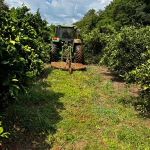 Secretaria da Agricultura de Porto Mauá  realiza limpeza em pomar e beneficia agricultores locais