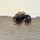 escorpião
